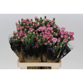 Freshy Œillet en grappe “Mocca Sweet” | Couleur: Couleurs mélangées | Longueur ± 60 centimeter | Par 25 fleurs fraîches
