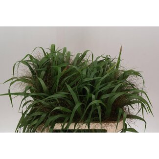Freshy Panicum “Firework” Hirsegras Fingergras | Farbe: Braun | Länge ± 70 centimeter | Pro 50 Zweige