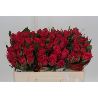 Freshy Roses “Pukka” | Couleur: Rouge Rose | Longueur ± 50 centimeter | Par 10 roses