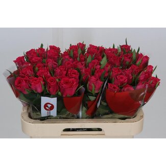 Freshy Roses “Pukka” | Kleur: Rouge Rose | Lengte ± 60 centimeter | Per 10 rozen