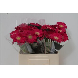 Freshy Germini Aqua “Elvis” | Couleur: Rose | Longueur ± 50 centimeter | Par 20 fleurs fraîches