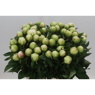 Freshy Paeonia Pfingstrose L “Bright White” | Farbe: Weiß | Länge ± 45 centimeter | Pro 10 frische Pfingstrosen