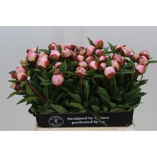 Freshy Paeonia Pfingstrose L “Gardenia” | Kleur: Weiß | Länge ± 60 centimeter | Pro 10 frische Pfingstrosen
