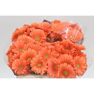 Freshy Germini Aqua “Cava” | Farbe: Rosa Orange | Länge ± 50 centimeter | Pro 20 frische Blumen