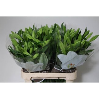 Freshy Lelie Longiflorum Aqua “Watch Up” 3 Fleur | Couleur: Blanc | Longueur ± 90 centimeter | Par 10 tiges fleurs fraîches