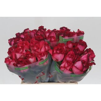 Freshy Rosen “Nicoletta” | Farbe: Rosa | Länge ± 40 centimeter | Pro 20 Rosen