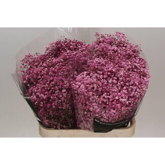 Freshy Gypsophila Schleierkraut “Burgund” Farbbehandelt | Farbe: Bordeaux | Länge ± 80 centimeter | Pro 25 Stiele frische Blumen