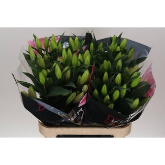 Freshy Lilie Oriental Aqua “Calvados” | Farbe: Rosa | Länge ± 85 centimeter | Pro 10 Stiele frische Blumen