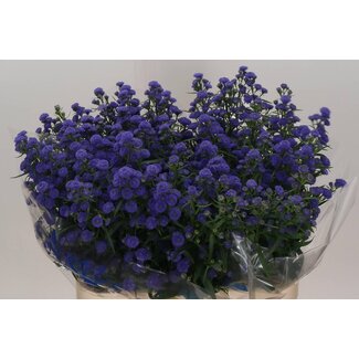 Freshy Aster “Astee Parade” | Kleur: Paars | Lengte ± 85 centimeter | Per 25 verse bloemen