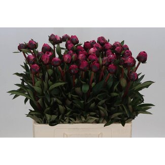 Freshy Paeonia Pfingstrose L “Kansas” | Farbe: Rosa | Länge ± 60 centimeter | Pro 10 frische Pfingstrosen