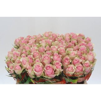 Freshy Roses “Athena Royale” | Couleur: Rose | Longueur ± 50 centimeter | Par 20 roses