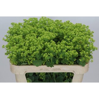 Freshy Alchemilla Mollis “Robustica” Frauenmantel | Farbe: Grün | Länge ± 70 centimeter | Pro 50 frische Blumen