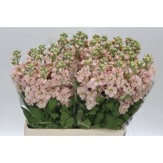Freshy Giroflée “Milla Salmon” | Couleur: Rose | Longueur ± 65 centimeter | Par 10 fleurs fraîches