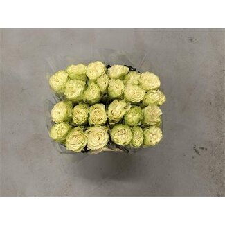 Freshy Rose à grandes fleurs “Country Soul” | Couleur: Blanc | Longueur ± 50 centimeter | Origine Équateur | Par 20 roses fraîches