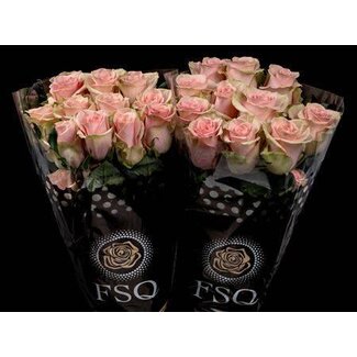 Freshy Großblumige Rose “Absolut in Pink” | Farbe: Rosa | Länge ± 60 centimeter | Herkunft Ecuador | Pro 20 frische Rosen
