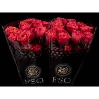 Freshy Großblumige Rose “Dark X-pression” | Farbe: Rot | Länge ± 50 centimeter | Herkunft Ecuador | Pro 20 frische Rosen