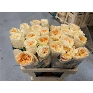 Freshy Rose à grandes fleurs “Crystal Flame” | Couleur: Blanc Jaune | Longueur ± 70 centimeter | Provenance Équateur | Par 20 roses fraîches