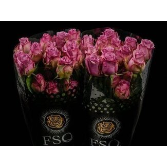 Freshy Großblütige Rose “Cool Water” | Farbe: Rosa Lila | Länge ± 60 centimeter | Herkunft Ecuador | Pro 20 frische Rosen