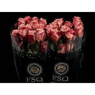 Freshy Großblütige Rose “Havana” | Farbe: Rosa | Länge ± 60 centimeter | Herkunft Ecuador | Pro 20 frische Rosen