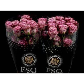 Freshy Rose à grandes fleurs “Govinda” | Couleur: Violet | Longueur ± 60 centimeter | Origine Ecuador | Par 20 roses fraîches