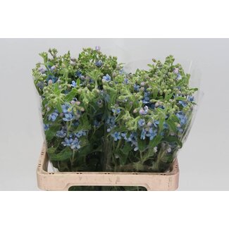 Freshy Oxypetalum Co “Tanacetum Pure Blue” | Farbe: Blau | Länge ± 60 centimeter | Pro 20 frische Blumen