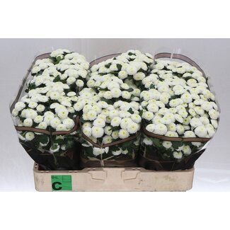 Freshy Chrysantheme Chrysant Santini “Pizarro” | Farbe: Weiß | Länge ± 55 centimeter | Pro 25 Stiele frische Blumen