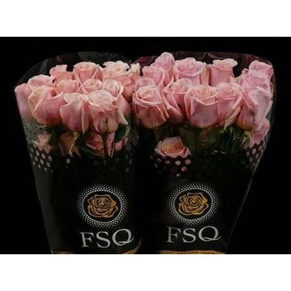 Freshy Rose à grandes fleurs “Mother Of Pearls” | Couleur: Rose | Longueur ± 60 centimeter | Provenance Équateur | Par 20 roses fraîches