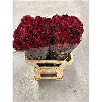 Freshy Großblütige Rose “Red X-pression” | Farbe: Bordeaux | Länge ± 50 centimeter | Herkunft Ecuador | Pro 20 frische Rosen