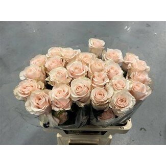 Freshy Großblütige Rose “Sweet Beat” | Farbe: Rosa | Länge ± 60 centimeter | Herkunft Ecuador | Pro 20 frische Rosen