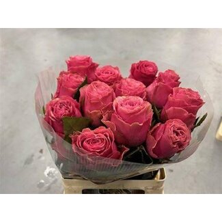 Freshy Rose à grandes fleurs “Sweetspot” | Couleur: Rose | Longueur ± 50 centimeter | Origine Équateur | Par 25 roses fraîches