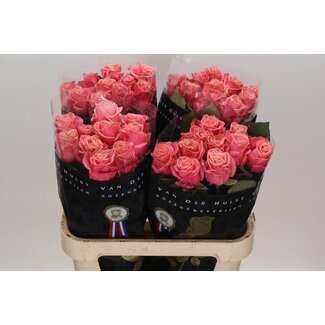 Freshy Rosen “Adele” | Farbe: Rosa | Länge ± 80 centimeter | Pro 10 Rosen