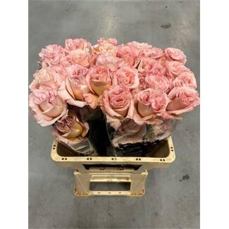 Freshy Großblütige Rose “Powder Puff” | Farbe: Rosa | Länge ± 50 centimeter | Herkunft Ecuador | Pro 20 frische Rosen