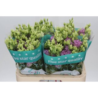 Freshy Eustoma Lisianthus Gefüllt “Julius Grape” | Farbe: Lila | Länge ± 70 centimeter | Pro 10 Stiele frische Blumen