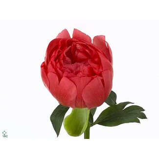 Freshy Paeonia Pfingstrose L “Coral Sunset” | Farbe: Rosa | Länge ± 60 centimeter | Pro 10 frische Pfingstrosen