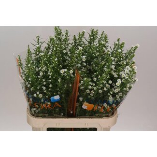 Freshy Aster Paquita Extra