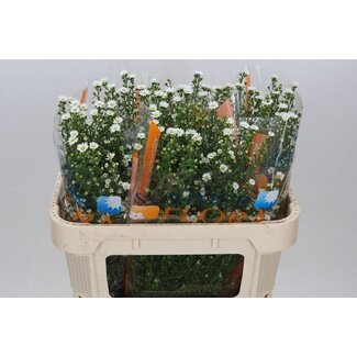Freshy Aster Paquita
