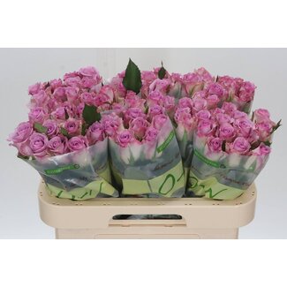 Freshy Rosen “Thriller” | Farbe: Lila Rosa | Länge ± 60 Zentimeter | Pro 10 Rosen