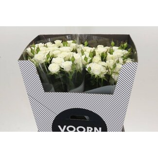 Freshy Trosrose “Wedding Party” | Farbe: Weiß | Länge ± 70 centimeter | Pro 10 frische Rosen