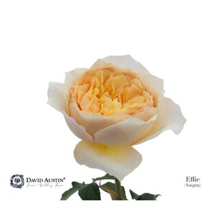 Freshy Roses “David Austin Effie” | Couleur: Blanc | Longueur ± 50 centimeter | Par 12 roses