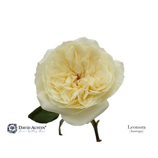 Freshy Roses “David Austin Leonora” | Couleur: Jaune | Longueur ± 50 centimeter | Par 12 roses