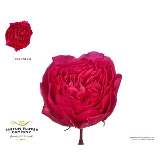 Freshy Roses “Garden Baronesse” | Couleur: Fuchsia | Longueur ± 50 centimeter | Par 12 roses
