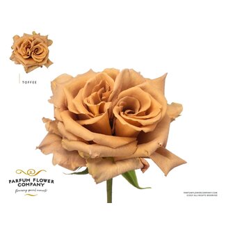 Freshy Roses “Garden Toffee” | Couleur: Beige | Longueur ± 60 centimeter | Par 12 roses