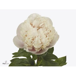 Freshy Paeonia Pivoine Col “Owen Cousins” | Couleur: Blanc | Longueur ± 65 centimeter | Par 10 pivoines fraîches