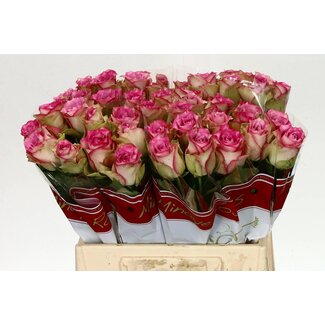 Freshy Rosen “E-vent” | Farbe: Rosa | Länge ± 40 centimeter | Pro 20 Rosen