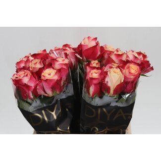 Freshy Roses “Chapeau” | Couleur: Rose | Longueur ± 40 centimeter | Par 20 roses