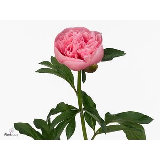 Freshy Paeonia Pfingstrose L “Etched Salmon” | Farbe: Rosa | Länge ± 60 centimeter | Pro 10 frische Pfingstrosen