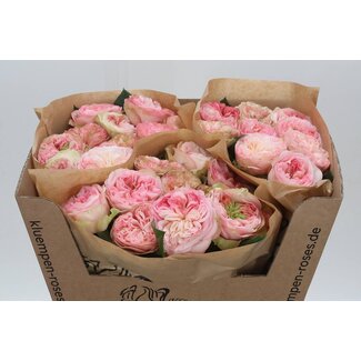 Freshy Roses “Springfie Park” | Couleur: Rose | Longueur ± 60 centimeter | Par 10 roses