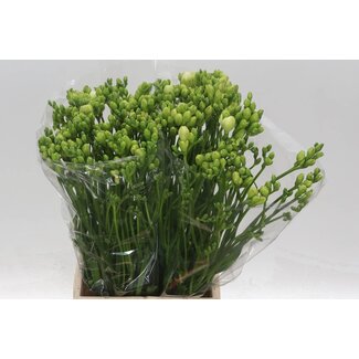 Freshy Freesia Double “Belleville” | Couleur: Blanc | Longueur ± 53 centimeter | Par 50 fleurs fraîches