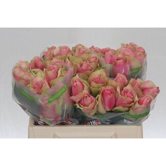 Freshy Rosa Belle Rose