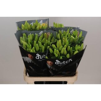 Freshy Lelie Longi x Aziatic Aqua Double Nugget
